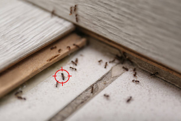 Pest Prevention Services in Stratford, CA